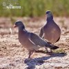 Wood Pigeon