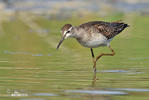 Wood Sandpiper