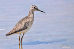 Wood Sandpiper