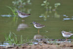 Wood Sandpiper