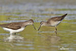 Wood Sandpiper