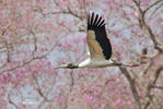 Wood Stork