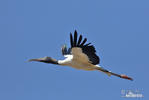 Wood Stork