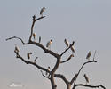 Wood Stork