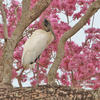 Wood Stork