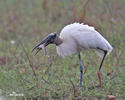 Wood Stork