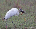 Wood Stork