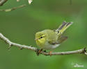 Wood Warbler