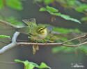 Wood Warbler