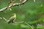 Wood Warbler