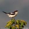 Woodchat Shrike