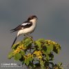 Woodchat Shrike