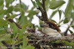 Woodchat Shrike