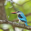 Woodland Kingfisher