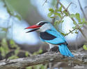 Woodland Kingfisher