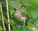 Woodpecker Finch