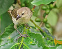 Woodpecker Finch