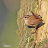 Wren