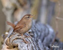 Wren