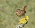 Wren