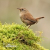 Wren