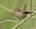 Wren