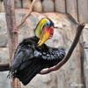 Wrinkled Hornbill