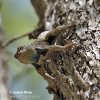 Yellow-backed Spiny lizard