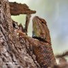 Yellow-backed Spiny lizard