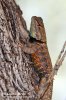 Yellow-backed Spiny lizard