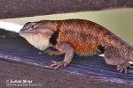 Yellow-backed Spiny lizard