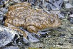 Yellow-Bellied Toad