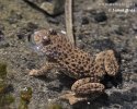 Yellow-bellied toad