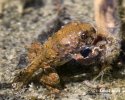 Yellow-Bellied Toad