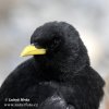 Yellow-billed Chough