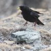 Yellow-billed Chough