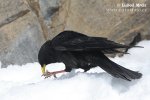 Yellow-billed Chough