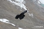 Yellow-billed Chough