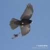 Yellow-billed Chough