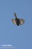 Yellow-billed Chough