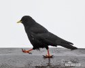 Yellow-billed Chough