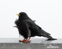 Yellow-billed Chough