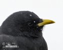 Yellow-billed Chough