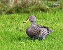 Yellow-billed Pintail