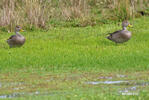 Yellow-billed Pintail