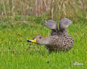 Yellow-billed Pintail