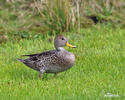 Yellow-billed Pintail