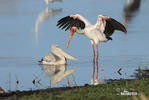 Yellow-Billed Stork