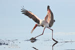 Yellow-Billed Stork