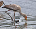 Yellow-Billed Stork